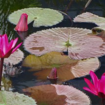 Aquatic plants of Santa Catarina